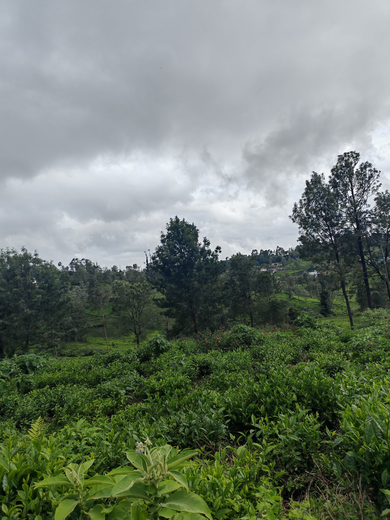 13 Cents land For Sale at kotagiri