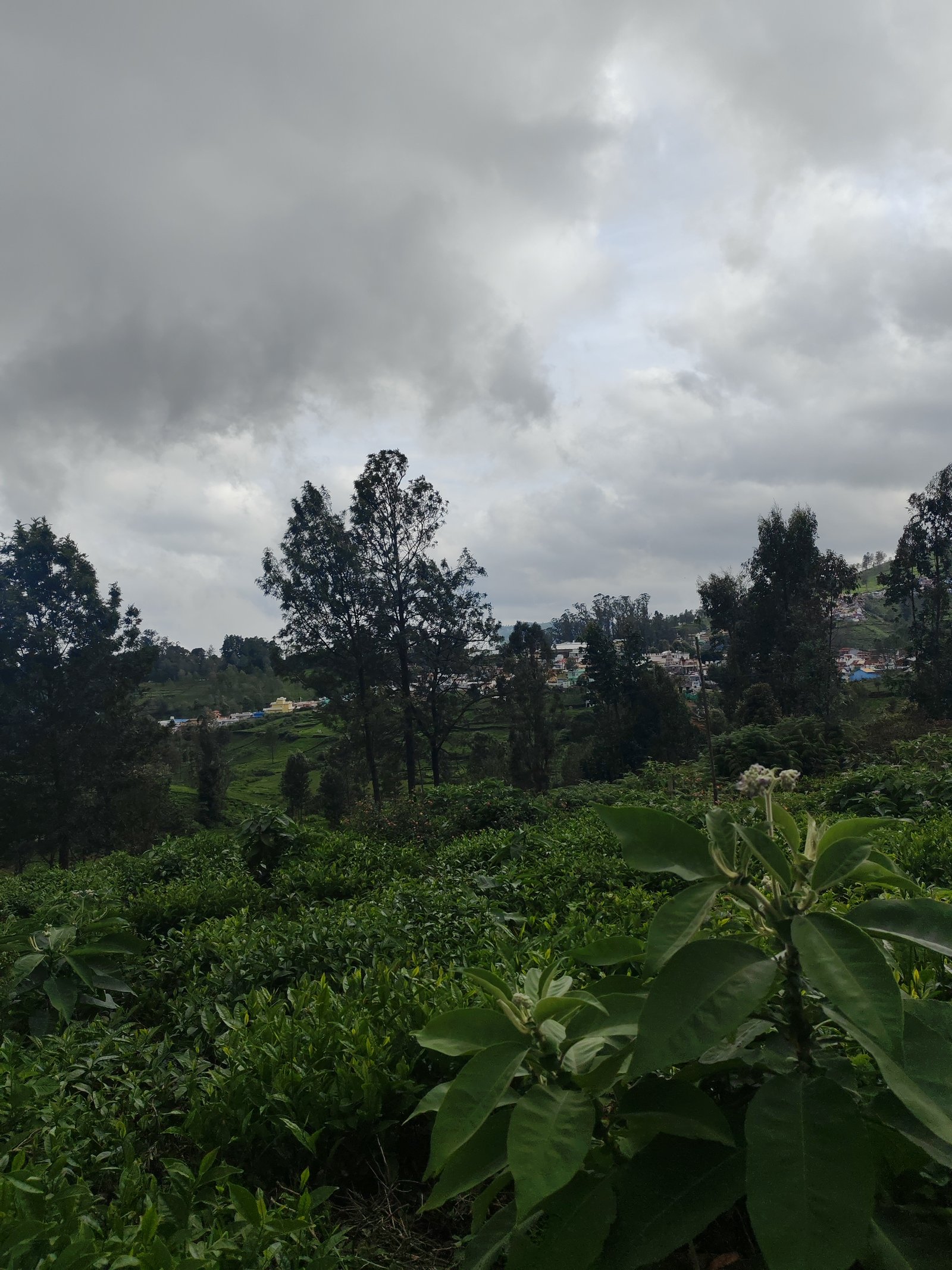 13 Cents land For Sale at kotagiri Image 2