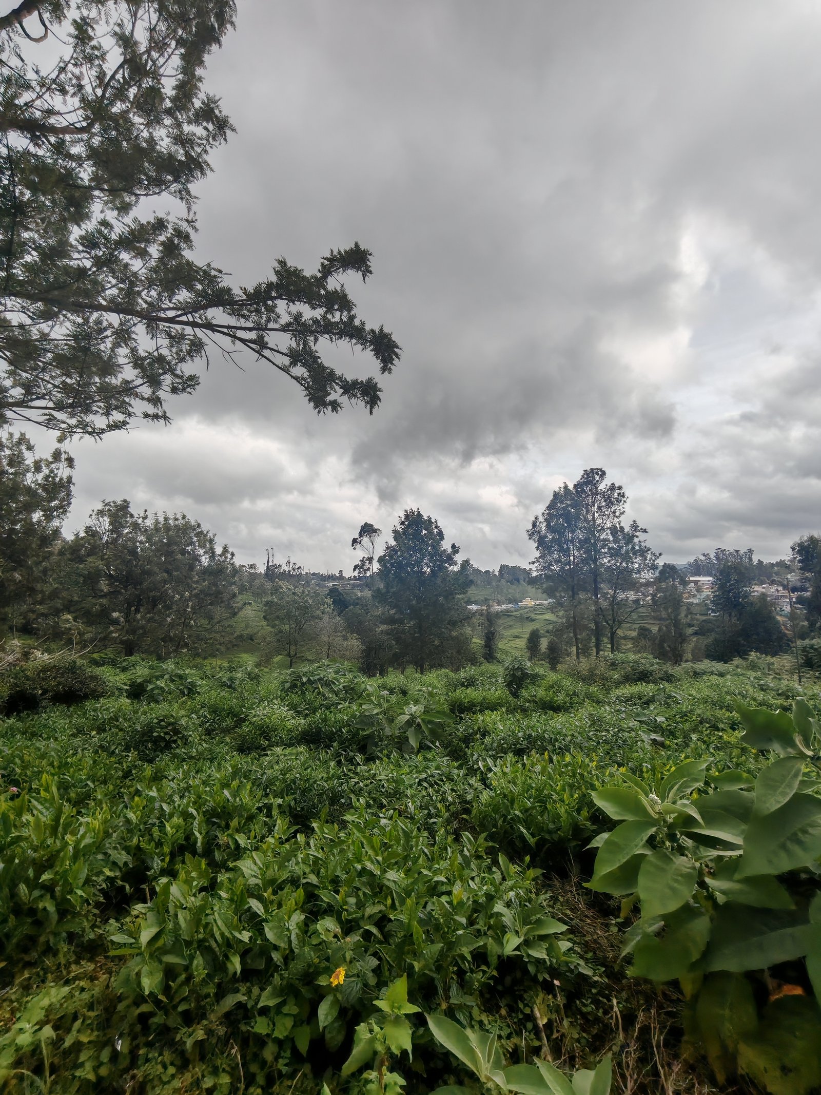 13 Cents land For Sale at kotagiri Image 4