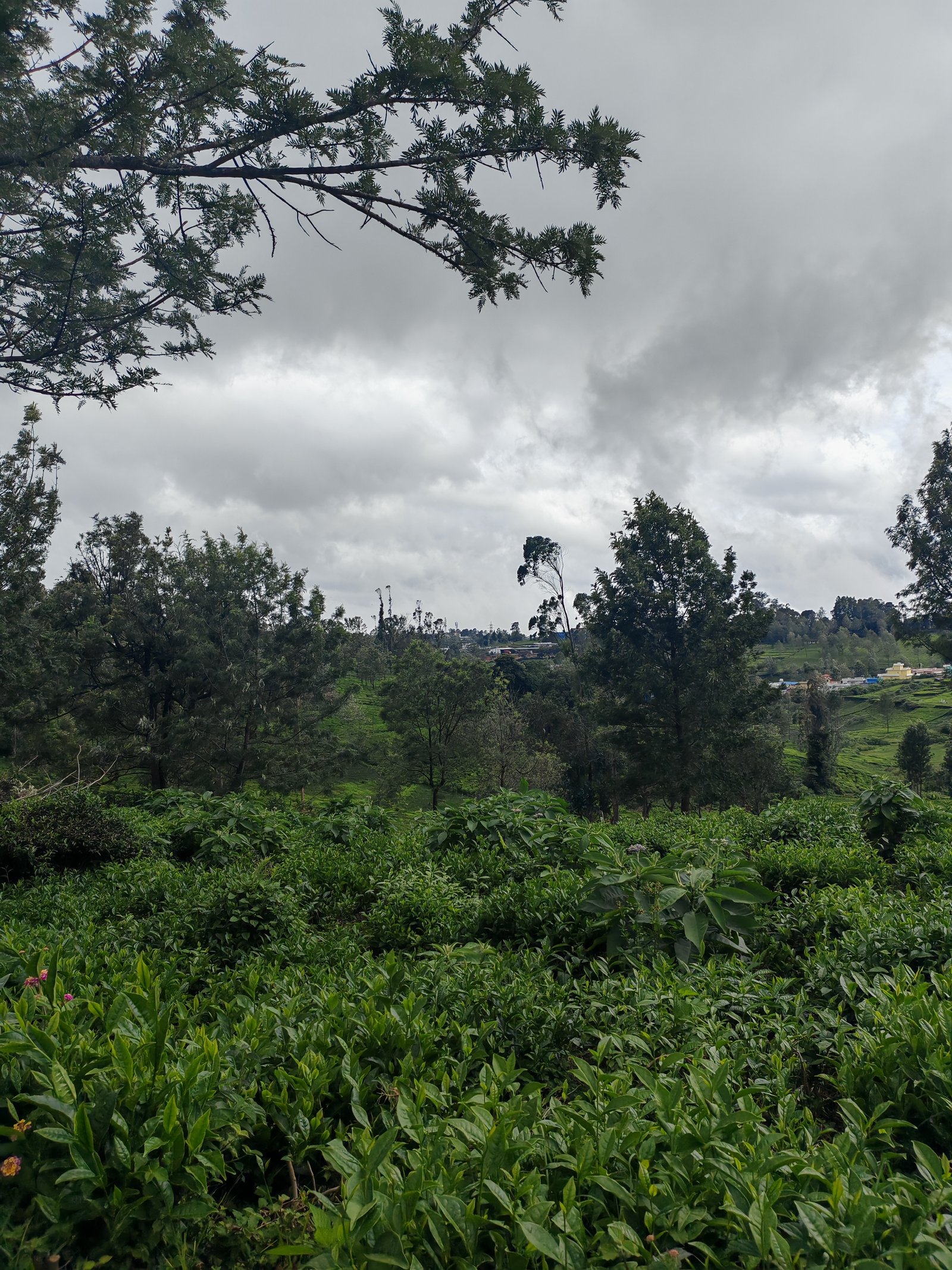 13 Cents land For Sale at kotagiri Image 5