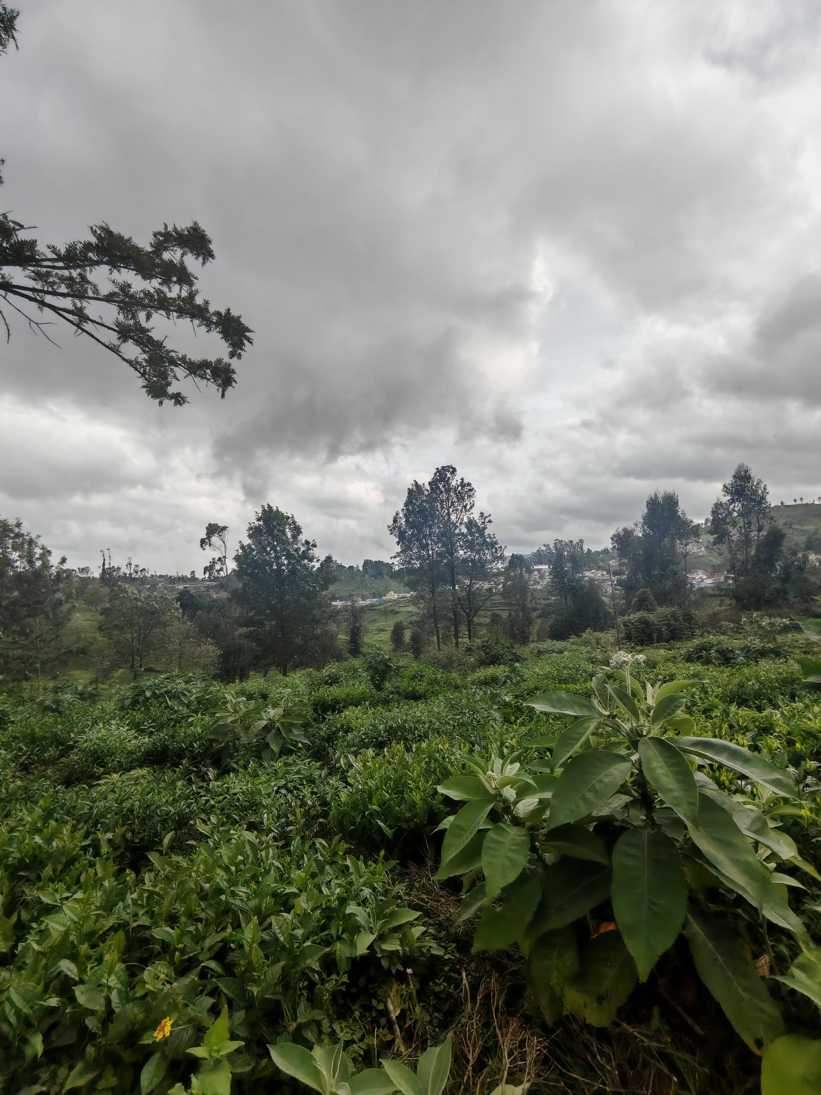 13 Cents land For Sale at kotagiri Image 7